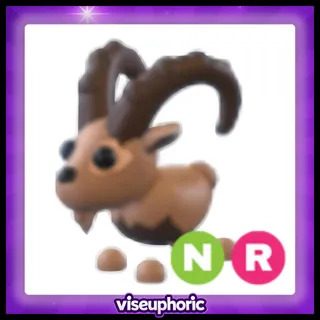 NR Ibex