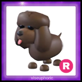 R Irish Water Spaniel