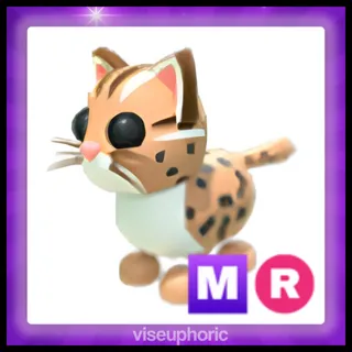 MR Leopard Cat