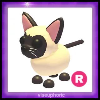 R Siamese Cat