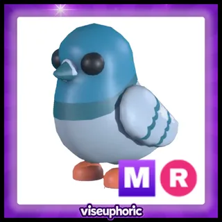 MR Rock Pigeon 