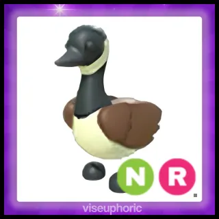 NR Canadian Goose