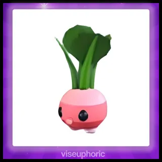 Radish Friend