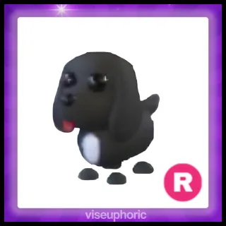 R Royal Palace Spaniel