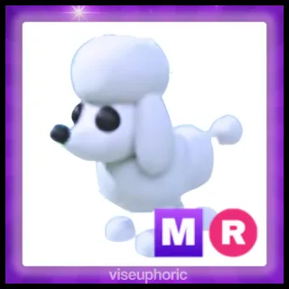MR Poodle