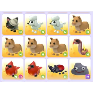 Pets Bundle - Adopt Me