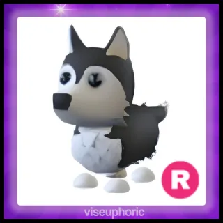 R Husky