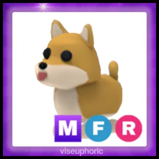MFR Shiba Inu