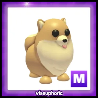 Mega Pomeranian