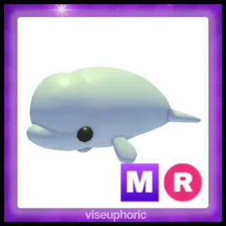 MR Beluga Whale 