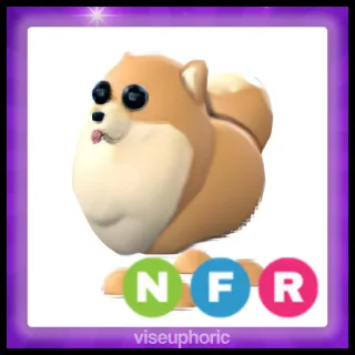 NFR Pomeranian