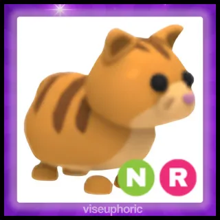 NR Ginger Cat