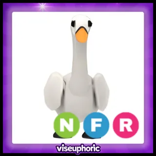 NFR Swan 