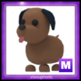 Mega Chocolate Labrador