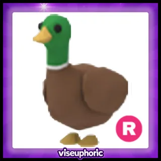 R Drake