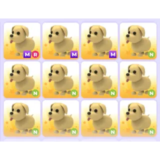 Pets Bundle - Adopt Me
