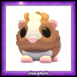Chocolate Dutch Guinea Pig
