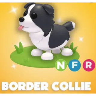 Neon Border Collie