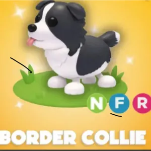 NFR BORDER COLLIE