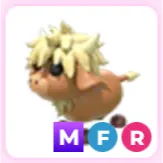 MFR highland cow