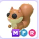Pet | MFR red squirrel
