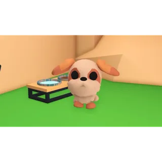 Shih Tzu - Adopt Me