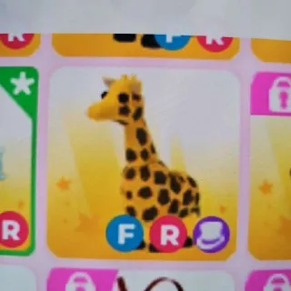 GIRAFFE  F&R