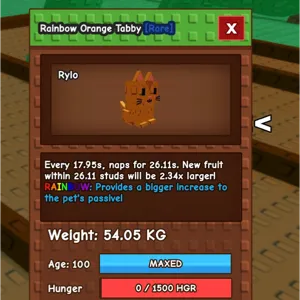 big Rainbow orange tabby