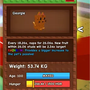 big Rainbow orange tabby