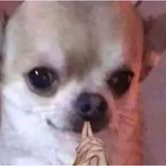 JAILBREAK BUNDLE 🎁