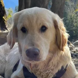 cute pictures of my dog