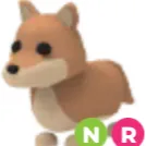 nr dingo