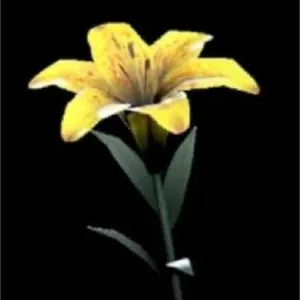 1000 radlillys