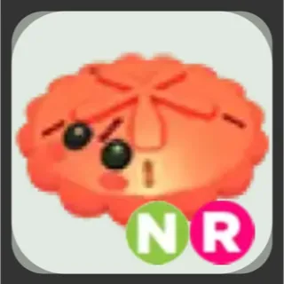 neon ride red sanddollar