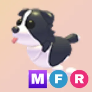 mfr border collie