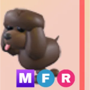 mfr Irish water spaniel