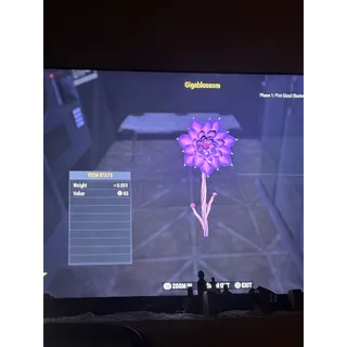 1k Black Eyed Susans Soothes + Plan 