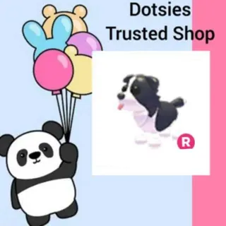 Pet | R Border Collie