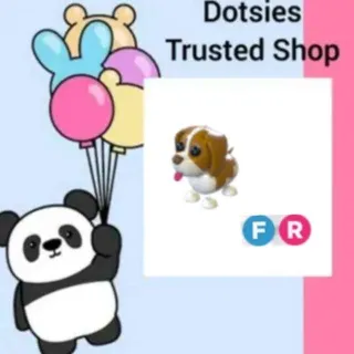 FR Brownn Springer Spaniel