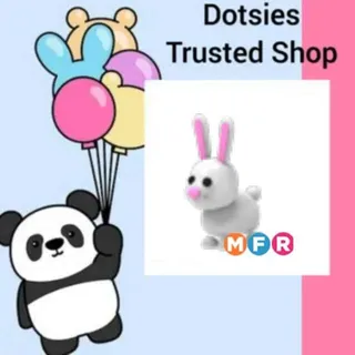 Pet | MFR Bunny