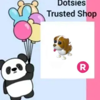 R Brown Springer Spaniel