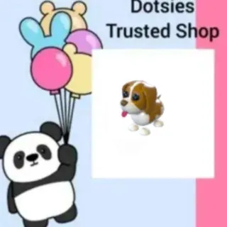 Brown Springer Spaniel