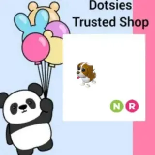 NR Brown Springer Spaniel