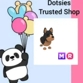 Pet | MR Australian Kelpie