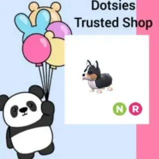 Pet | NR Royal Corgi