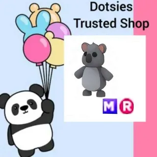 Pet | MR Koala