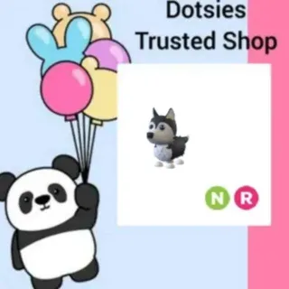 Pet | NR Husky
