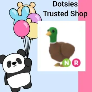 Pet | NR Drake