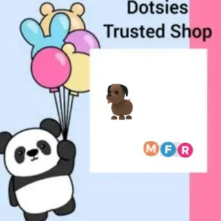 MFR Chocolate Labrador