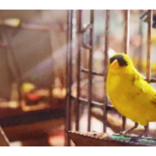 arc raiders:  Avian Alarm 2-5 materials